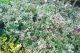 Ilex aquifolium Ingramii - Variegated Holly - Plant in 9 cm Pot