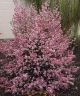 Leptospermum scoparium Martini - Manuka, Plant in 9cm Pot