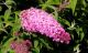 Buddleja davidii Pink Delight-Butterfly Bush in 2 L Pot