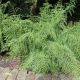 Dryopteris filix-mas Linearis Polydactyla - Male Fern - Plant in 2 L Pot