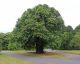 Castanea Sativa - Sweet Chestnut - Plant in 2 L Pot