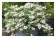 Hydrangea Runaway Bride - Garland Hydrangea - Plant in 2 L Pot