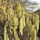 Corylus avellana Contorta - Corkscrew Hazel - Grafted Plant in 2 L Pot