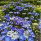 Hydrangea macrophylla Zorro-Hydrangea in 12 cm Pot
