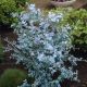 Eucalyptus gunnii - Cider Gum - Plant in 2 L Pot