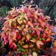 Nandina domestica Woods Dwarf - Heavenly Bamboo - Plant in 2 L Pot