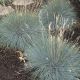 Festuca glauca Blue Select - Blue Fescue, Plant in 12cm Pot