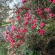 Leptospermum scoparium Winter Cheer - Manuka - Plant in 2 L Pot