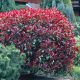 Photinia x fraseri Little Red Robin-Photinia in 2 L Pot