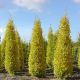 Ginkgo biloba Menhir - Maidenhair Tree Grafted - Plant in 2 L Pot