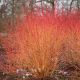 Cornus sanguinea Midwinter Fire - Flaming Dogwood - Plant in 9 cm Pot