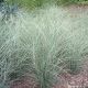 Miscanthus sinensis Morning Light - Japanese Silver Grass - Plant in 9 cm Pot