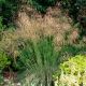 Stipa gigantea-Golden Oat Grass in 11 cm Pot