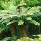 Dicksonia Antarctica-Tree Fern in 9 cm Pot