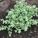 Pittosporum tenuifolium Wrinkled Blue - Pittosporum - Plant in 2L Pot