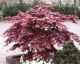 Acer palmatum Bloodgood - Japanese Acer - Grafted Plant in 9 cm Pot