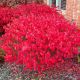 Euonymus alatus Compactus - Winged Spindle - Plant in 2 L Pot