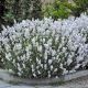 Lavendula x Intermedia Edelweiss - Lavender - Plant in 2 L Pot