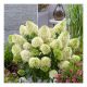 Hydrangea paniculata Skyfall - Paniculate Hydrangea - Plant in 12 cm Pot