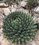 Agave Victoriae-Reginae - Queen Victoria Agave - Plant in 9cm Pot
