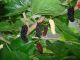 Morus alba - White Mulberry - Plant in 9 cm Pot