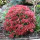 Pieris Japonica Mountain Fire - Mountain Fire - Plant in 9 cm Pot