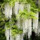 Wisteria floribunda Alba-Grafted Plant in 9 cm Pot