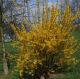 Forsythia intermedia Lynwood Gold - Forsythia - plant in 9 cm pot