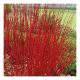 Cornus alba Sibirica Variegata - Dogwood - Plant in 2 L Pot