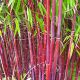 Fargesia robusta Asian Wonder - Bamboo - Plant in 2 L (17cm) Pot