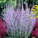 Perovskia atriplicifolia Blue Spire - Russian Sage - Plant in 2 L Pot