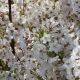 Prunus nipponica Kurilensis Brilliant - Kurile Cherry - Plant in 2 L Pot