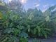 Musa basjoo - Japanese Banana - Second Yr. Plant in 1.5 L Pot
